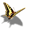 Animated_butterfly